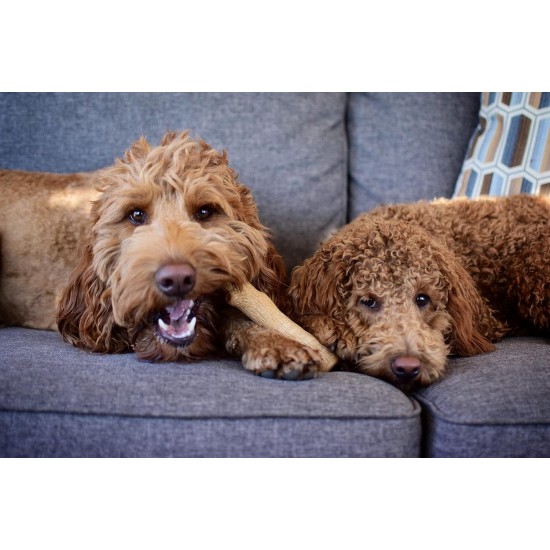 Petstages Dogwood - Hunde-Kauspielzeug - als Alternative zu Holzstöckchen - mit BBQ Geschmack - Größe XS Petstages Dogwood - Hunde-Kauspielzeug - als Alternative zu Holzstöckchen - mit BBQ Geschmack - Größe XS
