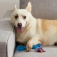 Petstages Orka Dental Links - Kauspielzeug für Hunde Petstages Orka Dental Links - Kauspielzeug für Hunde