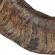 Trixie Genuine Buffalo Chewing Horn for Dogs, Medium Trixie Genuine Buffalo Chewing Horn for Dogs, Medium