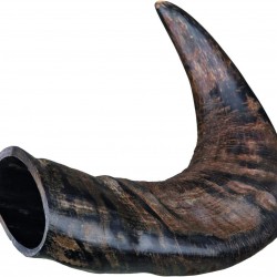 Trixie Genuine Buffalo Chewing Horn for Dogs, Medium Trixie Genuine Buffalo Chewing Horn for Dogs, Medium