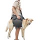 Coodeo Dog Carrier Strap, Emergency Backpack Support for Rehabilitation Dog Lift Harness, Dog Carrier for Elderly Dogs, Joint Injuries, Arthritis, Up Stairs (L, Blue) Coodeo Dog Carrier Strap, Emergency Backpack Support for Rehabilitation Dog Lift Harness, Dog Carrier for Elderly Dogs, Joint Injuries, Arthritis, Up Stairs (L, Blue)