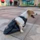 Dog Bag Indoor Durable Paralyzed Disabled Back Hind Legs Protect Chest and Limbs (XXS)