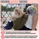 Dog Carrier Bag for Dogs NATUYA Carrier with Mesh Bag for Carrier Dogs Cats Hands Free Pet Bag Buckle Mesh Bag Pet Bag (Black) Dog Carrier Bag for Dogs NATUYA Carrier with Mesh Bag for Carrier Dogs Cats Hands Free Pet Bag Buckle Mesh Bag Pet Bag (Black)