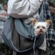 Dog Carrier, Dog Bag, Transport Bag for Pets, Adjustable Carry Bag Dog, Pet Shoulder Bag, Mesh Dog Carrier, for Outdoor Walking Activities and Excursions, Black - L Dog Carrier, Dog Bag, Transport Bag for Pets, Adjustable Carry Bag Dog, Pet Shoulder Bag, Mesh Dog Carrier, for Outdoor Walking Activities and Excursions, Black - L