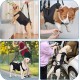 Dog Carrying Aid, Portable Dog Harness Stairs, Black Adjustable Carrying Aid Harness Lifting Harness for Hind Legs, Hip Support with Handles, Safety Support for Disabled, Injured Dogs Dog Carrying Aid, Portable Dog Harness Stairs, Black Adjustable Carrying Aid Harness Lifting Harness for Hind Legs, Hip Support with Handles, Safety Support for Disabled, Injured Dogs