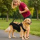 Dog Carrying Aid, Portable Dog Harness Stairs, Black Adjustable Carrying Aid Harness Lifting Harness for Hind Legs, Hip Support with Handles, Safety Support for Disabled, Injured Dogs Dog Carrying Aid, Portable Dog Harness Stairs, Black Adjustable Carrying Aid Harness Lifting Harness for Hind Legs, Hip Support with Handles, Safety Support for Disabled, Injured Dogs