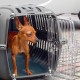 Ferplast Jet 10 Clear Door Shock Proof Air Vent Small Dog Cat Carrier Ferplast Jet 10 Clear Door Shock Proof Air Vent Small Dog Cat Carrier