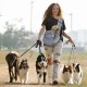 Gloppie Dog Carrier Carrier Pet Carrier Breathable Mesh Puppy Pet Hands-Free Travel Carrier Cat for Small Medium Dogs Cats up to 10 lbs Gloppie Dog Carrier Carrier Pet Carrier Breathable Mesh Puppy Pet Hands-Free Travel Carrier Cat for Small Medium Dogs Cats up to 10 lbs