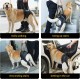 HEYWEAN Carrying Aid Dog Carrying Harness Dog Sling for Rear Legs with Handle Assistance Dog Small Medium Large Dogs Carrying Strap Dog Pull Harness Dog Leg Holder for Rear Legs Dog Carrier HEYWEAN Carrying Aid Dog Carrying Harness Dog Sling for Rear Legs with Handle Assistance Dog Small Medium Large Dogs Carrying Strap Dog Pull Harness Dog Leg Holder for Rear Legs Dog Carrier
