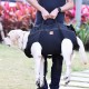 Large Dog Carrier, Dog Backpack, Pet Leg Support, Dog Harness, Dog Carrier for Elderly Dogs, Joint Injuries, Arthritis, Up and Down Stairs, Paralysis, XXXL for