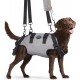 Ownpets Carrying Aid Harness, Lifting Harness for Medium Dogs, Sling for Medium Dogs, Full Body Harness, Dog Carry Bag with Shoulder Strap, Soft, Waterproof, Adjustable, Grey, XL