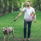 PETCUTE Dog Carry Bag, Transport Bag for Dogs and Small Pets up to 7.5 kg, Dog Sling with Adjustable Secure Shoulder Strap, Front Pocket for Outdoor Walks, Black PETCUTE Dog Carry Bag, Transport Bag for Dogs and Small Pets up to 7.5 kg, Dog Sling with Adjustable Secure Shoulder Strap, Front Pocket for Outdoor Walks, Black