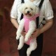 huihuijia Dog Bag Small Dog Carrier Pet Travel Carrier Dog Travel Bag Pet Backpack Dog Carrier for Medium Dogs Blue, Small huihuijia Dog Bag Small Dog Carrier Pet Travel Carrier Dog Travel Bag Pet Backpack Dog Carrier for Medium Dogs Blue, Small