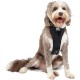 Kurgo Enhanced Tru-Fit Dog Harness, Crash Tested, Car Seat Tether, for Dogs Weighing 34 to 47 kg, Size XL, Black Kurgo Enhanced Tru-Fit Dog Harness, Crash Tested, Car Seat Tether, for Dogs Weighing 34 to 47 kg, Size XL, Black