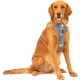 Kurgo Enhanced Tru-Fit Dog Harness, Crash Tested, Car Seat Tether, for Dogs Weighing 34 to 47 kg, Size XL, Black Kurgo Enhanced Tru-Fit Dog Harness, Crash Tested, Car Seat Tether, for Dogs Weighing 34 to 47 kg, Size XL, Black
