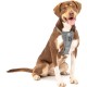Kurgo Enhanced Tru-Fit Dog Harness, Crash Tested, Car Seat Tether, for Dogs Weighing 34 to 47 kg, Size XL, Black Kurgo Enhanced Tru-Fit Dog Harness, Crash Tested, Car Seat Tether, for Dogs Weighing 34 to 47 kg, Size XL, Black