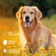 AniForte Ear Drops with Colloidal Silver 25 ppm & Marigold 50 ml | For Dogs, Cats & Small Animals I For Ear Inflammation, Itching I Ear Care, Ear Hygiene, Healthy Ears AniForte Ear Drops with Colloidal Silver 25 ppm & Marigold 50 ml | For Dogs, Cats & Small Animals I For Ear Inflammation, Itching I Ear Care, Ear Hygiene, Healthy Ears