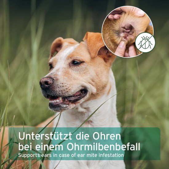 Aniforte Ohrmilbenöl 50 ml with Ear Mite Natural Product For Dogs, Cats and Other Pets Aniforte Ohrmilbenöl 50 ml with Ear Mite Natural Product For Dogs, Cats and Other Pets