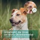 Aniforte Ohrmilbenöl 50 ml with Ear Mite Natural Product For Dogs, Cats and Other Pets Aniforte Ohrmilbenöl 50 ml with Ear Mite Natural Product For Dogs, Cats and Other Pets