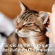 BEAPHAR - Organic Ear-Clean Milk for Dogs and Cats - 98.9% Organic Ingredients - 0% Parabens, Silicones, Dyes - 100 ml BEAPHAR - Organic Ear-Clean Milk for Dogs and Cats - 98.9% Organic Ingredients - 0% Parabens, Silicones, Dyes - 100 ml