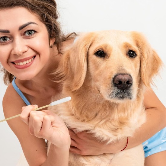 DASHUAIGE Pack of 120 Ear Cleaning for Dogs Wood Pets Ear Cleaner Ear Cleaning Sticks Pet Long Cotton Buds Dog Cotton Buds for Pets, Cats, Dogs, 15 cm DASHUAIGE Pack of 120 Ear Cleaning for Dogs Wood Pets Ear Cleaner Ear Cleaning Sticks Pet Long Cotton Buds Dog Cotton Buds for Pets, Cats, Dogs, 15 cm