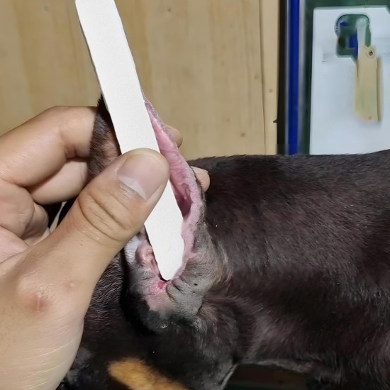 DECHOUS Dobermann Ear Standing Aid Set - Special Tape for Ear Care - Ear Support and Support - Ideal for Puppies and Large Dogs Foam Accessories for Healthy Ears DECHOUS Dobermann Ear Standing Aid Set - Special Tape for Ear Care - Ear Support and Support - Ideal for Puppies and Large Dogs Foam Accessories for Healthy Ears