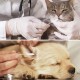 DIYCUT About 150 Pieces Dog Cotton Buds Ear Cleaners, 150 mm Long Cotton Buds for Dogs, Ear Cleaning Dog Pets, for Cleaning and Hygiene of Pet Ears DIYCUT About 150 Pieces Dog Cotton Buds Ear Cleaners, 150 mm Long Cotton Buds for Dogs, Ear Cleaning Dog Pets, for Cleaning and Hygiene of Pet Ears