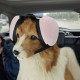 Dog Ear Muffs for Hearing Protection, 29 dB NRR Dog Ear Muffs for Noise Protection, Noise Cancelling Headphones, White Dog Ear Muffs for Hearing Protection, 29 dB NRR Dog Ear Muffs for Noise Protection, Noise Cancelling Headphones, White