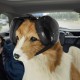 Dog Ear Muffs for Hearing Protection, 29 dB NRR Dog Ear Muffs for Noise Protection, Noise Cancelling Headphones, White Dog Ear Muffs for Hearing Protection, 29 dB NRR Dog Ear Muffs for Noise Protection, Noise Cancelling Headphones, White