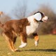 Dog Ear Muffs for Hearing Protection, 29 dB NRR Dog Ear Muffs for Noise Protection, Noise Cancelling Headphones, White Dog Ear Muffs for Hearing Protection, 29 dB NRR Dog Ear Muffs for Noise Protection, Noise Cancelling Headphones, White