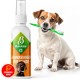 Dog Grooming Kit: (300X) Probiotic Ear Care Spray for Dogs - Natural Ear Cleaner and Earwax Remover, Gentle on Skin and Supports Ear Care (Ear Care 100ml) Dog Grooming Kit: (300X) Probiotic Ear Care Spray for Dogs - Natural Ear Cleaner and Earwax Remover, Gentle on Skin and Supports Ear Care (Ear Care 100ml)