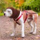 Dog Tube Scarf for Neck and Ear Warmers for Dogs, Earmuffs, Anxiety Relief and Soothing Dog Ears, Warm Winter Pet Tube Scarf, Reduces Noise, Purple, L