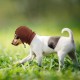 Dog Tube Scarf for Neck and Ear Warmers for Dogs, Earmuffs, Anxiety Relief and Soothing Dog Ears, Warm Winter Pet Tube Scarf, Reduces Noise, Purple, L
