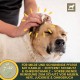EMMA Ear Cleaner Dog & Eye Drops Dog - Ear Drops for Dogs - First Aid Set Dogs - Ear Cleaning Against Itching & Protection - Ear Care Ear Cleaner Tear Stains Dog Remove 2 x 100 ml