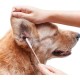 Ear Cleaner for Pets, Cotton Buds for Pets, Cotton Buds, Dog Cotton Buds, Ear Cleaner, Cat Ear Cleaner, Ear Cleaner for Pets, Dogs, Cats Ear Cleaner for Pets, Cotton Buds for Pets, Cotton Buds, Dog Cotton Buds, Ear Cleaner, Cat Ear Cleaner, Ear Cleaner for Pets, Dogs, Cats