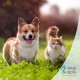 Ear Mite Oil for Pets 50 ml Instant Effective Remedy for Dogs, Cats & Pets - Against Ear Mites with Chamomile, Gentle Care for Itching in the Ear Ear Mite Oil for Pets 50 ml Instant Effective Remedy for Dogs, Cats & Pets - Against Ear Mites with Chamomile, Gentle Care for Itching in the Ear