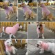 Ear Protection Dog, Ear Protection, Dog Blood Ear Noise Protection, Dog Ear Pain Ear Protection, Dogs for Wounds, Dogs, Ear Protection, New Year's Eve, Soothing Vest for Dogs, Body Shirt with Neck