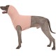 Ear Protection Dog, Ear Protection, Dog Blood Ear Noise Protection, Dog Ear Pain Ear Protection, Dogs for Wounds, Dogs, Ear Protection, New Year's Eve, Soothing Vest for Dogs, Body Shirt with Neck