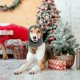 Earmuffs for Dogs, Dog Hat, Pet, Dogs, Hearing Protection, Dog Ear Flap, Dog Head Wrap, Neck and Ears, Warmer, Dog Ear Protection, Hearing Protection for Dogs, New Year's Eve Dog Headphones Earmuffs for Dogs, Dog Hat, Pet, Dogs, Hearing Protection, Dog Ear Flap, Dog Head Wrap, Neck and Ears, Warmer, Dog Ear Protection, Hearing Protection for Dogs, New Year's Eve Dog Headphones