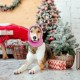 Earmuffs for Dogs, Dog Hat, Pet, Dogs, Hearing Protection, Dog Ear Flap, Dog Head Wrap, Neck and Ears, Warmer, Dog Ear Protection, Hearing Protection for Dogs, New Year's Eve Dog Headphones Earmuffs for Dogs, Dog Hat, Pet, Dogs, Hearing Protection, Dog Ear Flap, Dog Head Wrap, Neck and Ears, Warmer, Dog Ear Protection, Hearing Protection for Dogs, New Year's Eve Dog Headphones