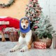 Earmuffs for Dogs, Dog Hat, Pet, Dogs, Hearing Protection, Dog Ear Flap, Dog Head Wrap, Neck and Ears, Warmer, Dog Ear Protection, Hearing Protection for Dogs, New Year's Eve Dog Headphones Earmuffs for Dogs, Dog Hat, Pet, Dogs, Hearing Protection, Dog Ear Flap, Dog Head Wrap, Neck and Ears, Warmer, Dog Ear Protection, Hearing Protection for Dogs, New Year's Eve Dog Headphones