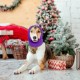 Earmuffs for Dogs, Dog Hat, Pet, Dogs, Hearing Protection, Dog Ear Flap, Dog Head Wrap, Neck and Ears, Warmer, Dog Ear Protection, Hearing Protection for Dogs, New Year's Eve Dog Headphones Earmuffs for Dogs, Dog Hat, Pet, Dogs, Hearing Protection, Dog Ear Flap, Dog Head Wrap, Neck and Ears, Warmer, Dog Ear Protection, Hearing Protection for Dogs, New Year's Eve Dog Headphones