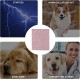FDGGT 1 Piece Pet Earmuffs, Multifunctional Pet Earmuffs, Pet Heating Products, Pet Noise Reduction Headwear FDGGT 1 Piece Pet Earmuffs, Multifunctional Pet Earmuffs, Pet Heating Products, Pet Noise Reduction Headwear