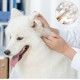 KHDULQ Pack of 100 Cotton Buds for Dogs, Ear Cleaners for Dogs, Mites, Dog Cotton Buds, Long Ear Cleaning Swabs, Ear Cleaning for Pets, Dogs, Cats KHDULQ Pack of 100 Cotton Buds for Dogs, Ear Cleaners for Dogs, Mites, Dog Cotton Buds, Long Ear Cleaning Swabs, Ear Cleaning for Pets, Dogs, Cats
