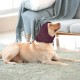 Lelepet Dog Ear Protection, Ear Protection for Dogs, Dog Earmuffs for Noise Reduction, Dog Ear Care, Dog Neck and Ear Warmers for Dogs, Soothing Hoodie for Dogs, Grey S Lelepet Dog Ear Protection, Ear Protection for Dogs, Dog Earmuffs for Noise Reduction, Dog Ear Care, Dog Neck and Ear Warmers for Dogs, Soothing Hoodie for Dogs, Grey S