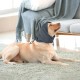 Lelepet Dog Ear Protection, Ear Protection for Dogs, Dog Earmuffs for Noise Reduction, Dog Ear Care, Dog Neck and Ear Warmers for Dogs, Soothing Hoodie for Dogs, Grey S Lelepet Dog Ear Protection, Ear Protection for Dogs, Dog Earmuffs for Noise Reduction, Dog Ear Care, Dog Neck and Ear Warmers for Dogs, Soothing Hoodie for Dogs, Grey S