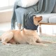 Lelepet Ear Defenders for Dogs - Earmuffs for Noise Reduction, Ear Care, Neck and Ear Warmers, Soothing Hoodie - Blue M Lelepet Ear Defenders for Dogs - Earmuffs for Noise Reduction, Ear Care, Neck and Ear Warmers, Soothing Hoodie - Blue M