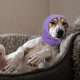 Oruola Pack of 3 Dog Hearing Protection, Ear Muffs Dogs for Winter, Ear Protection for Dogs, Soothing Dog Hat for Care, Bathing, Hearing Protection Cat (L, Black + Purple + Pink) Oruola Pack of 3 Dog Hearing Protection, Ear Muffs Dogs for Winter, Ear Protection for Dogs, Soothing Dog Hat for Care, Bathing, Hearing Protection Cat (L, Black + Purple + Pink)