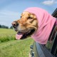 Oruola Pack of 3 Dog Hearing Protection, Ear Muffs Dogs for Winter, Ear Protection for Dogs, Soothing Dog Hat for Care, Bathing, Hearing Protection Cat (L, Black + Purple + Pink) Oruola Pack of 3 Dog Hearing Protection, Ear Muffs Dogs for Winter, Ear Protection for Dogs, Soothing Dog Hat for Care, Bathing, Hearing Protection Cat (L, Black + Purple + Pink)