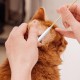 Pack of 100 Dog Cotton Buds Pets Ear Cleaner Long Ear Sticks Dogs Long Stick Bamboo Cotton Buds for Dogs Ear Sticks Cotton Buds Dogs Cats Horses Teeth Cleaning Ear Cleaning Pack of 100 Dog Cotton Buds Pets Ear Cleaner Long Ear Sticks Dogs Long Stick Bamboo Cotton Buds for Dogs Ear Sticks Cotton Buds Dogs Cats Horses Teeth Cleaning Ear Cleaning
